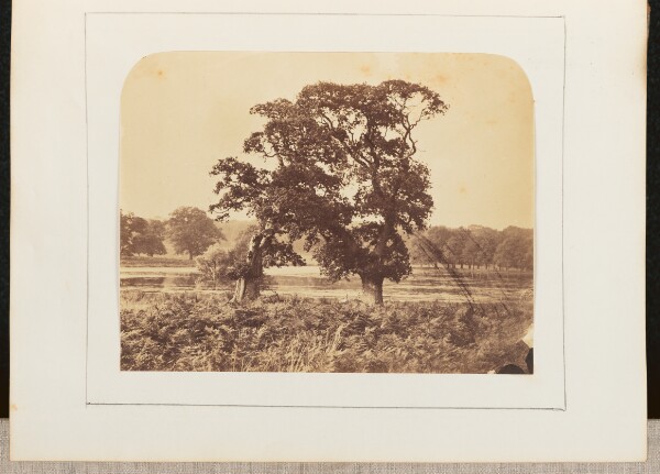 Unknown, [View of Trees]