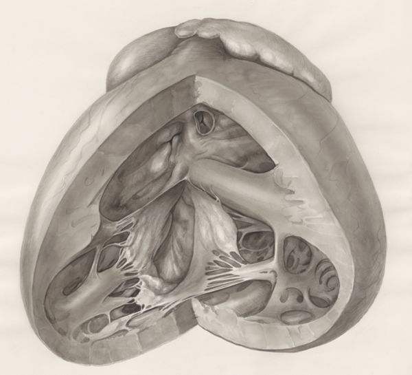 H.G Wetselaar, Heart