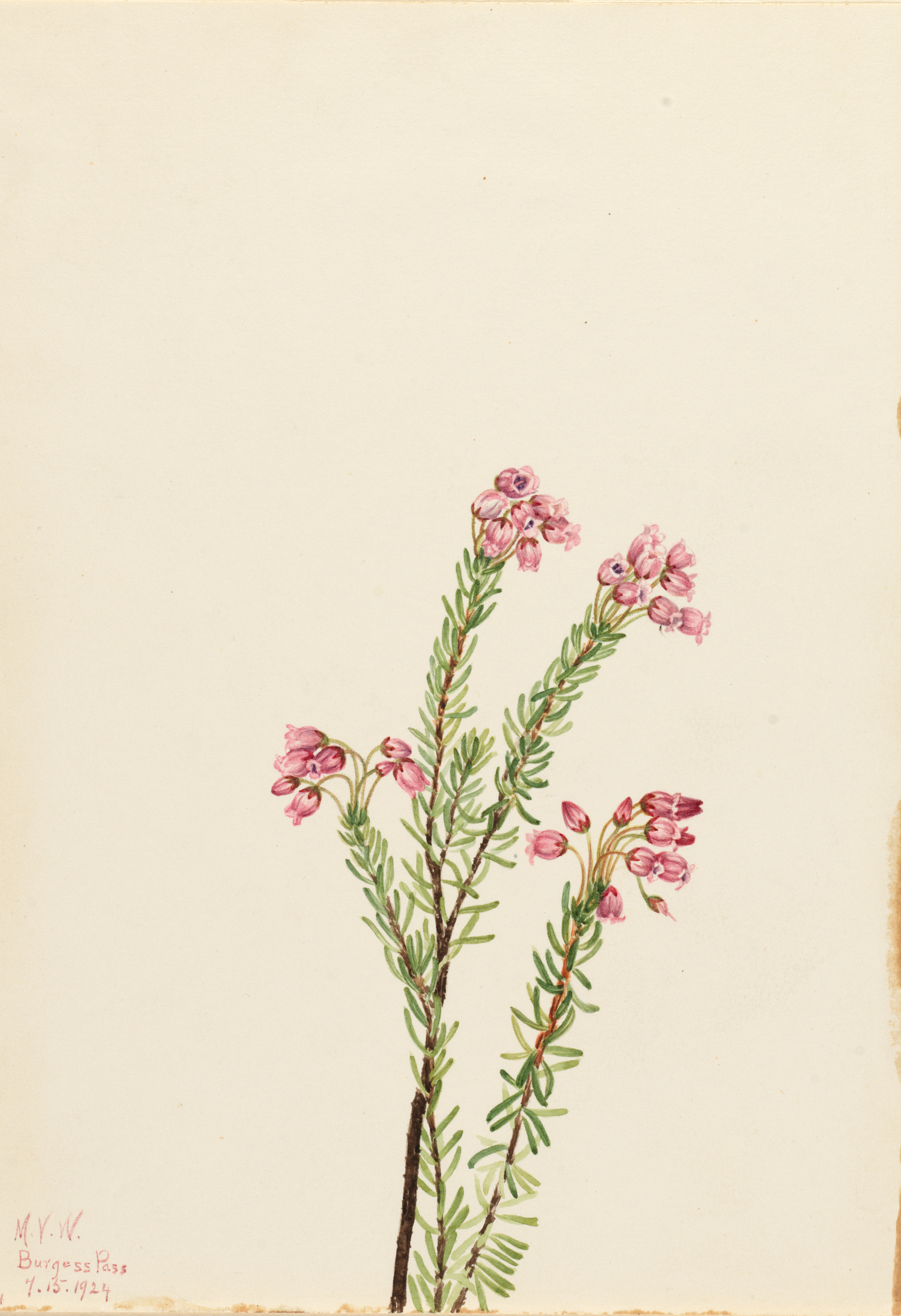 Mary Vaux Walcott, Pink Mountain Heather (Phyllodoce empetriformis)