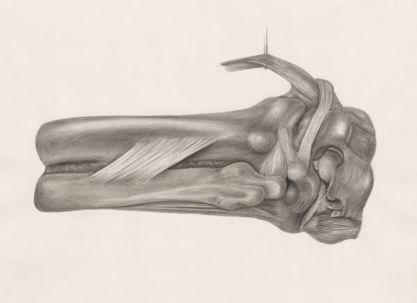 H.G Wetselaar, Musculoskeletal tissue of the upper extremities