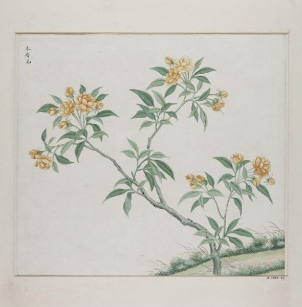 Unknown, Mu xiang hua