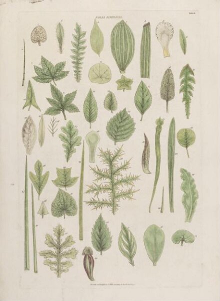 John Miller, Folia Simplicia