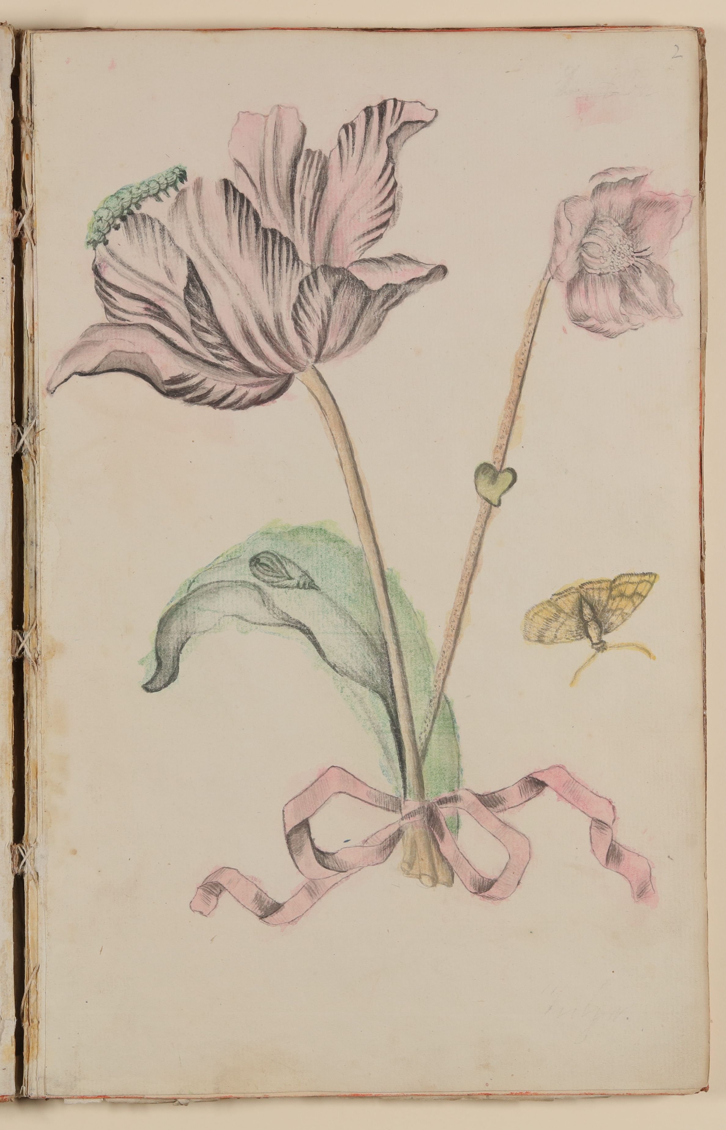 Marianne Franziska Seiffert von Klettenberg, Tulpe [aus einem Skizzenbuch der Marianne Franziska Seiffert von Klettenberg]