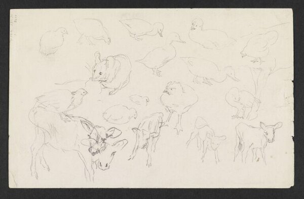 Potter, Beatrix, drawing