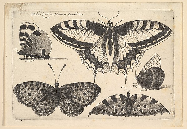 Wenceslaus Hollar, Five Butterflies