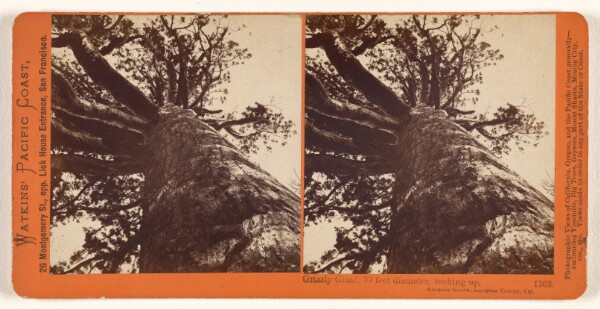 Carleton Watkins, Grizzly Giant, 33 feet diameter, looking up, Mariposa Grove, Mariposa County, Cal.