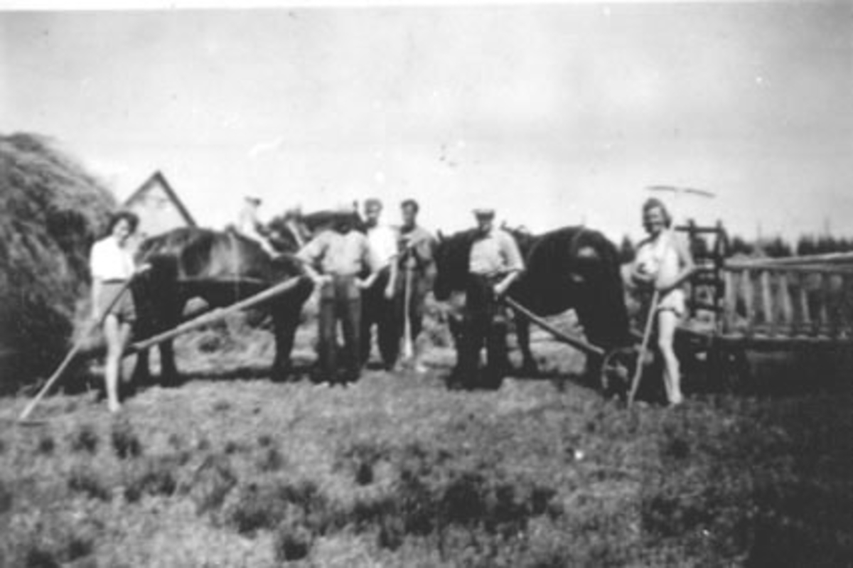 Anno Domkirkeodden, SLÅTTONN, HØYONN, FOLK MED RIVER, HESTER MED HØYKJERRER, LINNERUD, ROMEDAL,