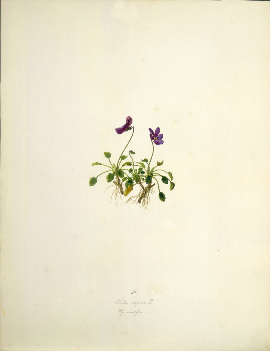 AugustRokert, Viola alpina L - Alpenveilchen