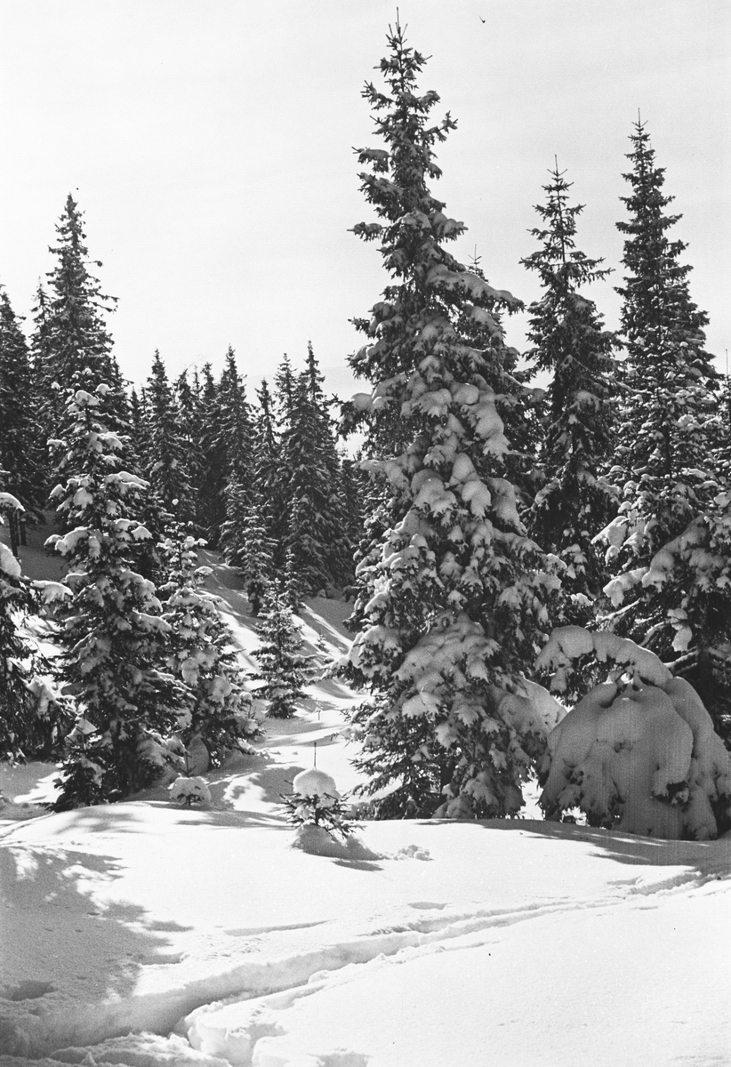 Anders Beer Wilse, Prot: Ringkollen skogsparti