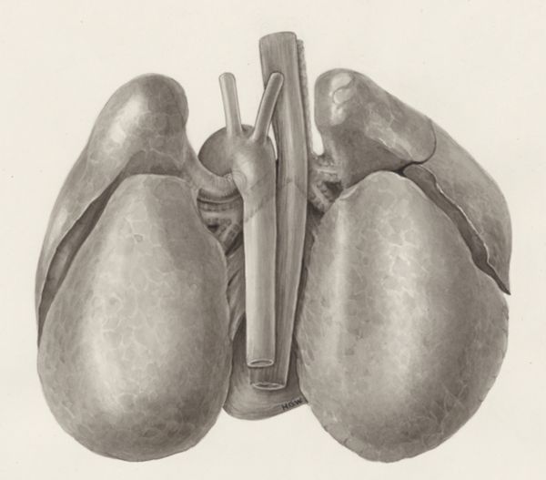 H.G Wetselaar, Heart and adjacent organs