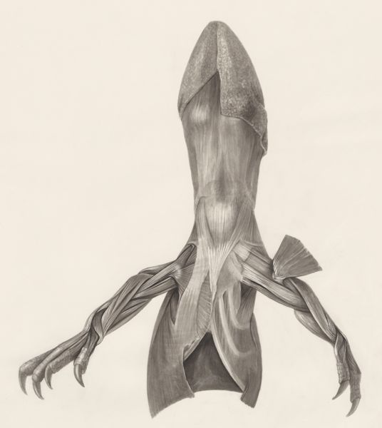 H.G Wetselaar, Muscular tissue on the front legs of a lizard