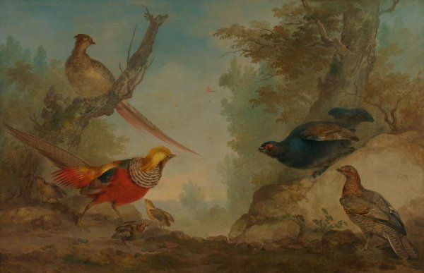 Aert Schouman, Pheasants