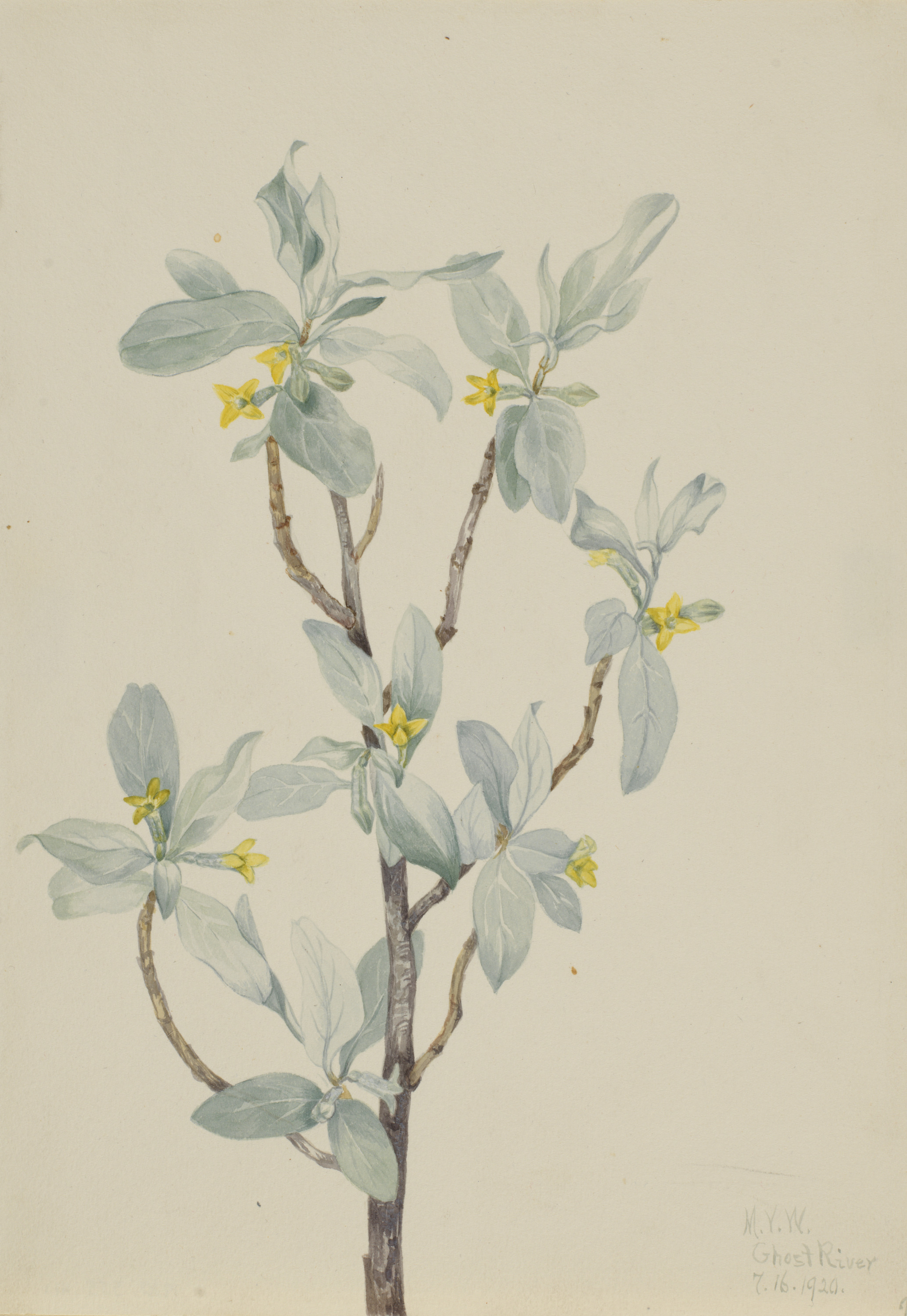 Mary Vaux Walcott, Silverberry (Elaeagnus commutata)