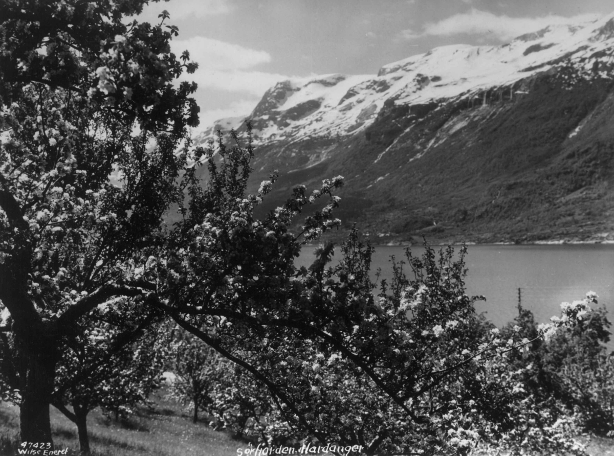 Anders Beer Wilse, Wilse original, Fruktblomstring