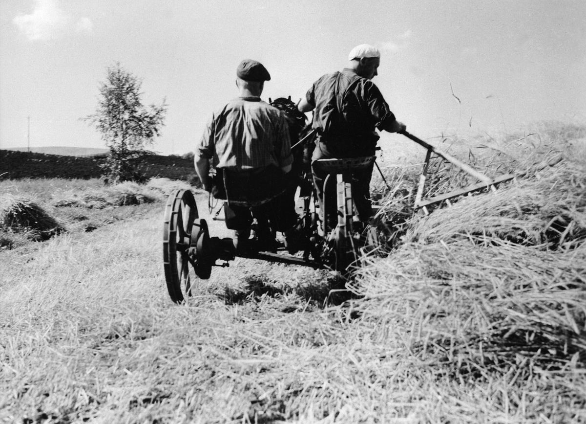 Anno Domkirkeodden, Skuronn på Båberg, Veldre, Ringsaker. Hest med selvbinder og håndavlegger. Avlegger er Håken Hveem. Kusk er Ivar Hveem. Kornskurd, skuronn, slåmaskin,
