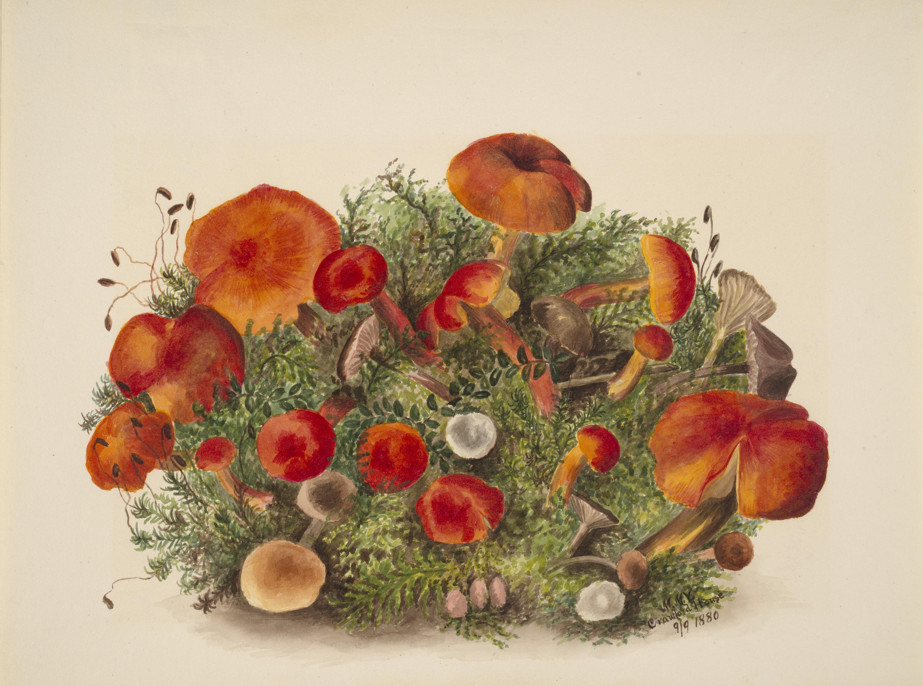Mary Vaux Walcott, (Untitled--Study of Mushrooms)