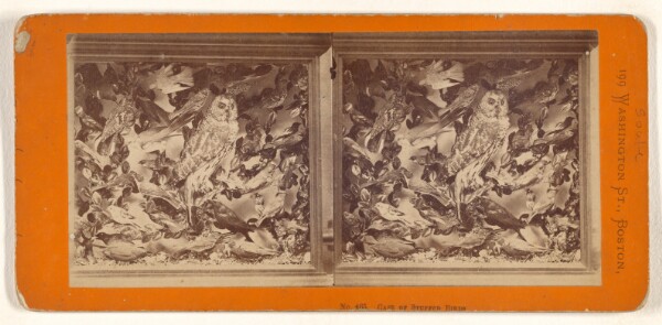 John P. Soule, Case of Stuffed Birds