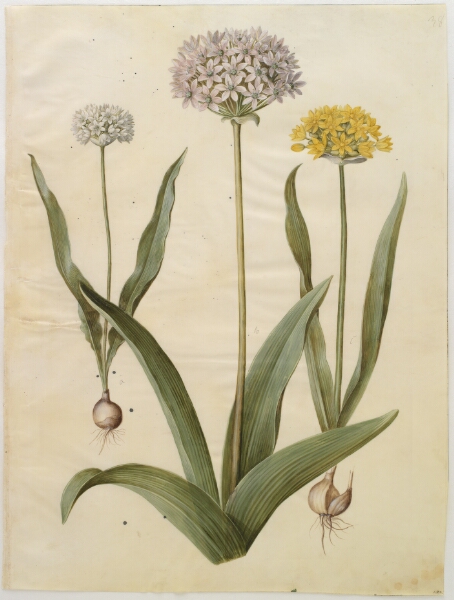 Hans Simon Holtzbecker, Allium moly (guld-løg); Allium nigrum (sort løg)