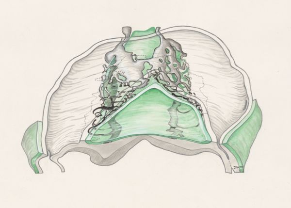 J Wetselaar-Whittaker, Four somites of a mouse