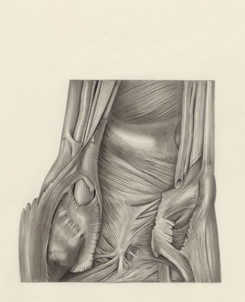 H.G Wetselaar, Muscular tissue of the hand