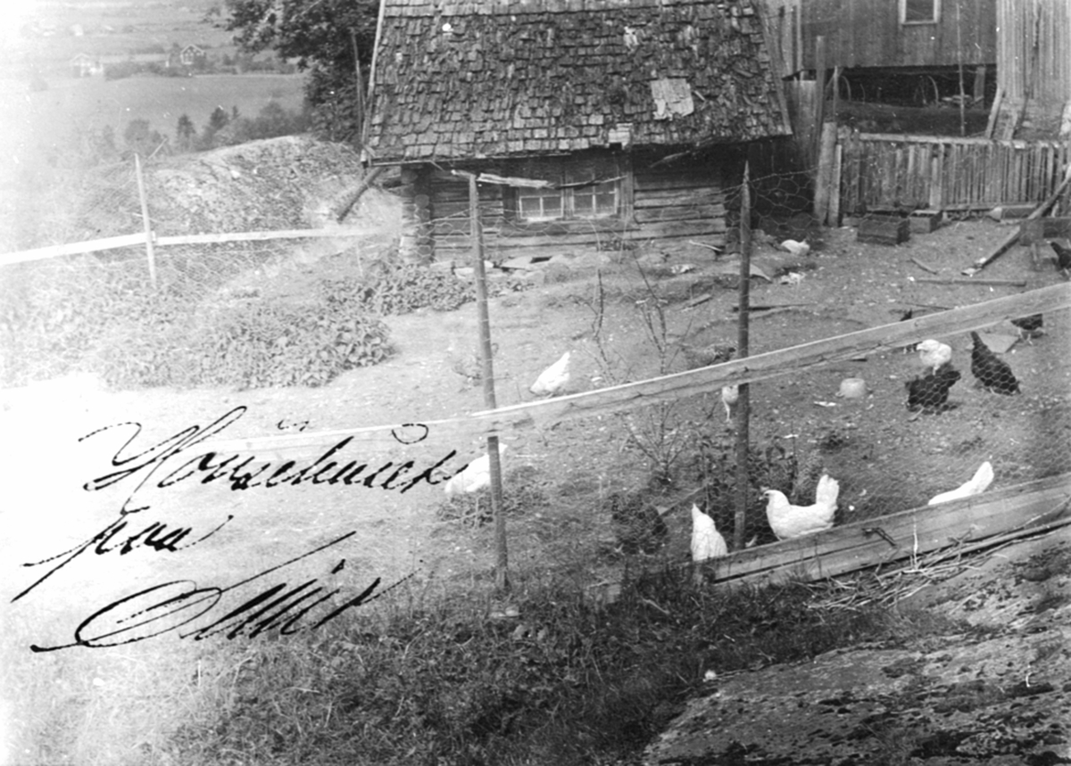 Anno Domkirkeodden, Hønsegård på Øymo gård, Moelv. Hane og høner i utendørs innhegning.