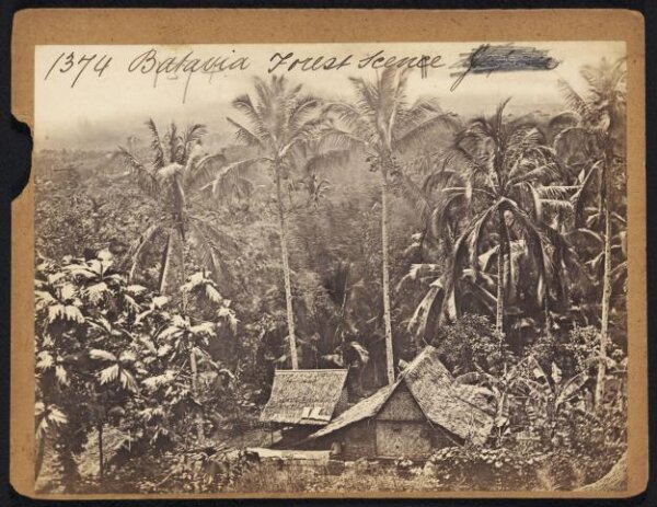 Francis Frith, Batavia Forest Scene