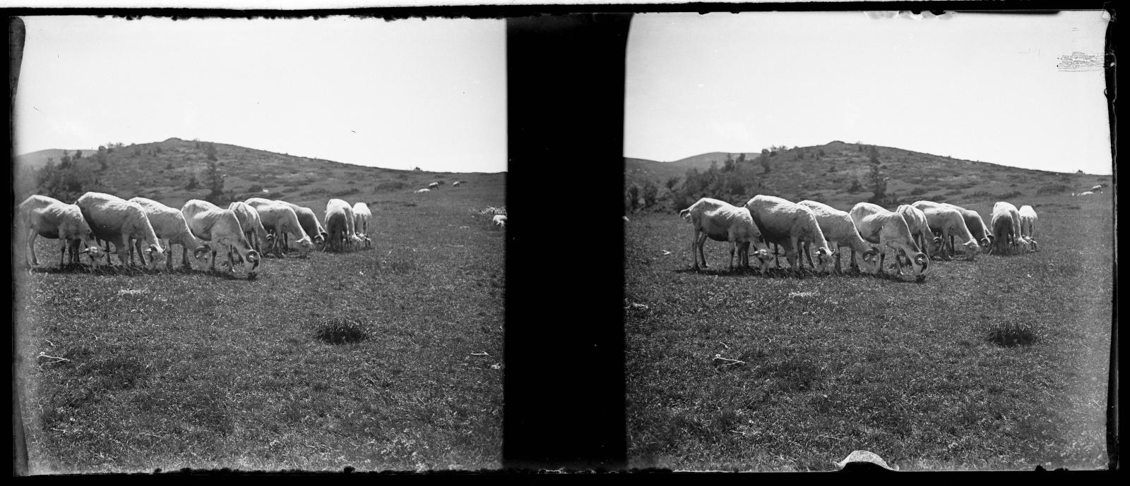 Desconegut, [Cars grazing in the Ordity Valley]