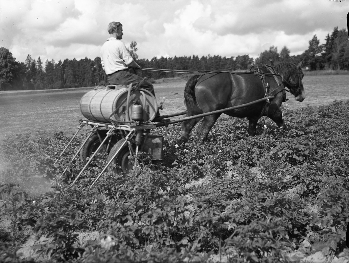 Paul Sandberg, “Potato leaf mould - a risk to look out with,” spraying against potato leaf mould, Uppland augusti1942