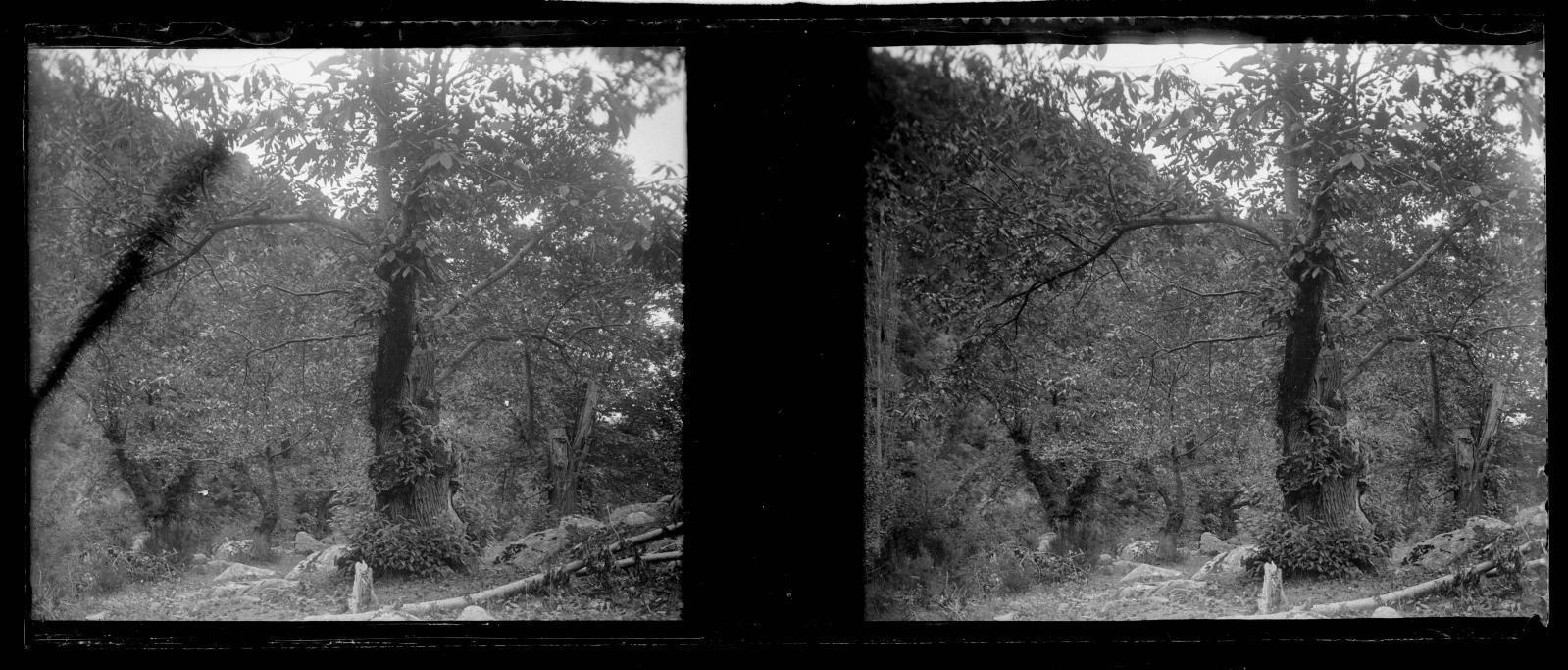 Desconegut, [Forest]