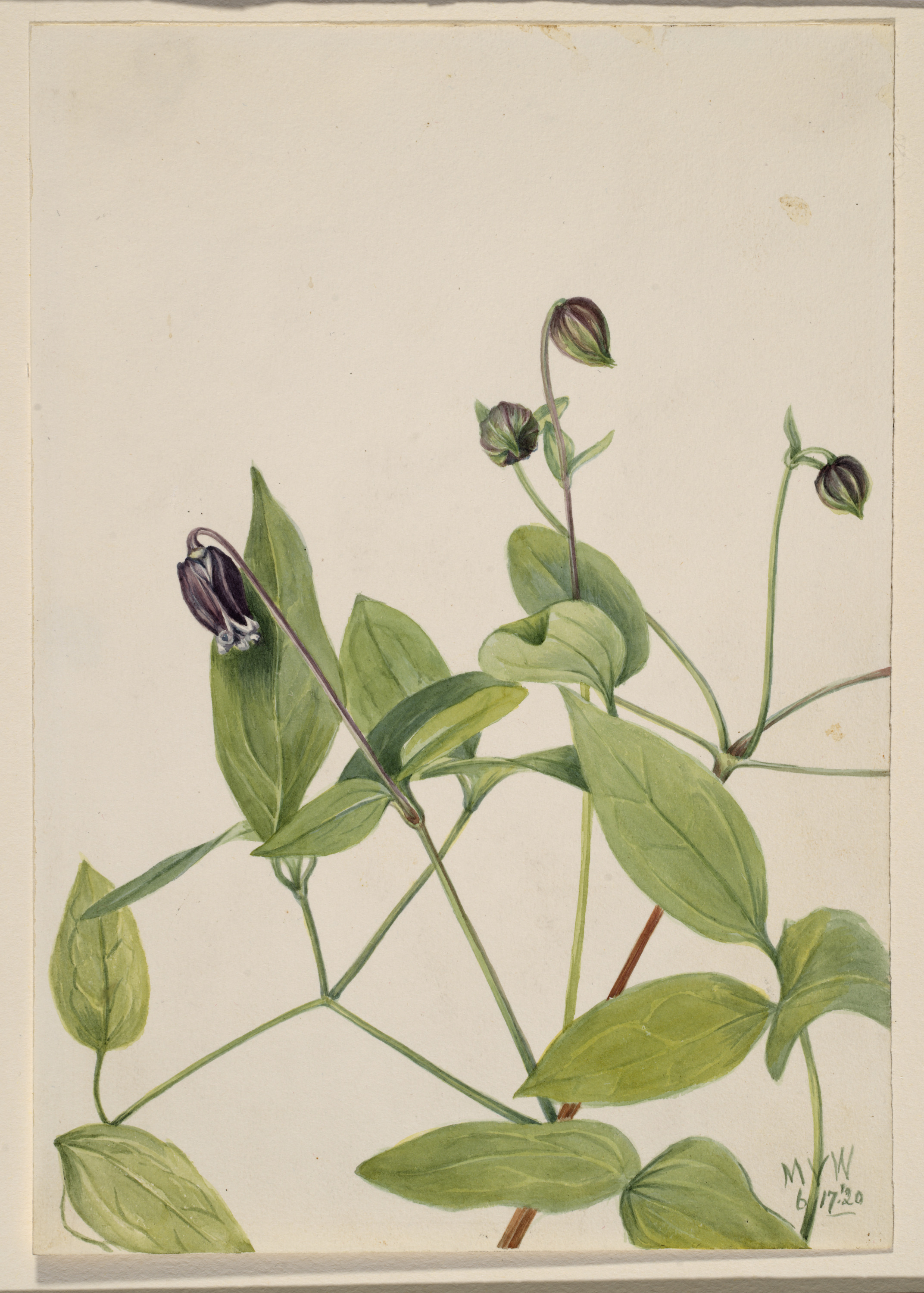 Mary Vaux Walcott, Leather Flower (Clematis viorna)