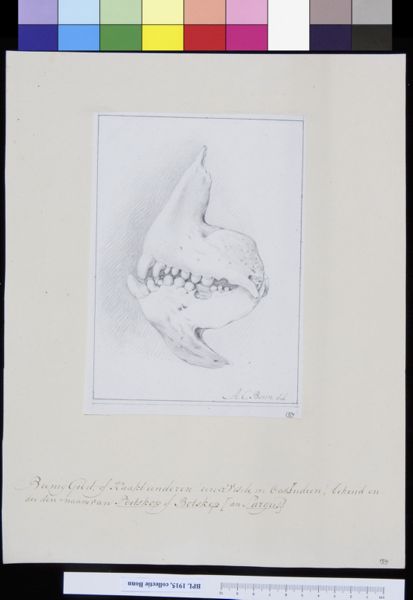 A Bonn, Animals: both jaws of a fish
