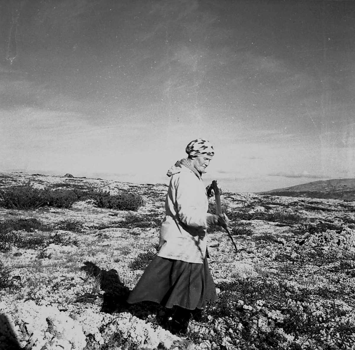 Per Magne Grue, Måssåtaking i Øversjødalen.