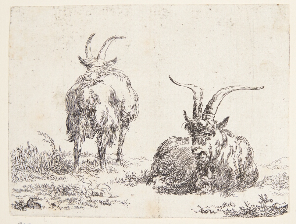 Nicolaes Berchem, En liggende ged og en stående ged set bagfra