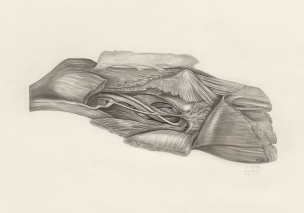 H.G Wetselaar, Muscular tissue of the upper extremities