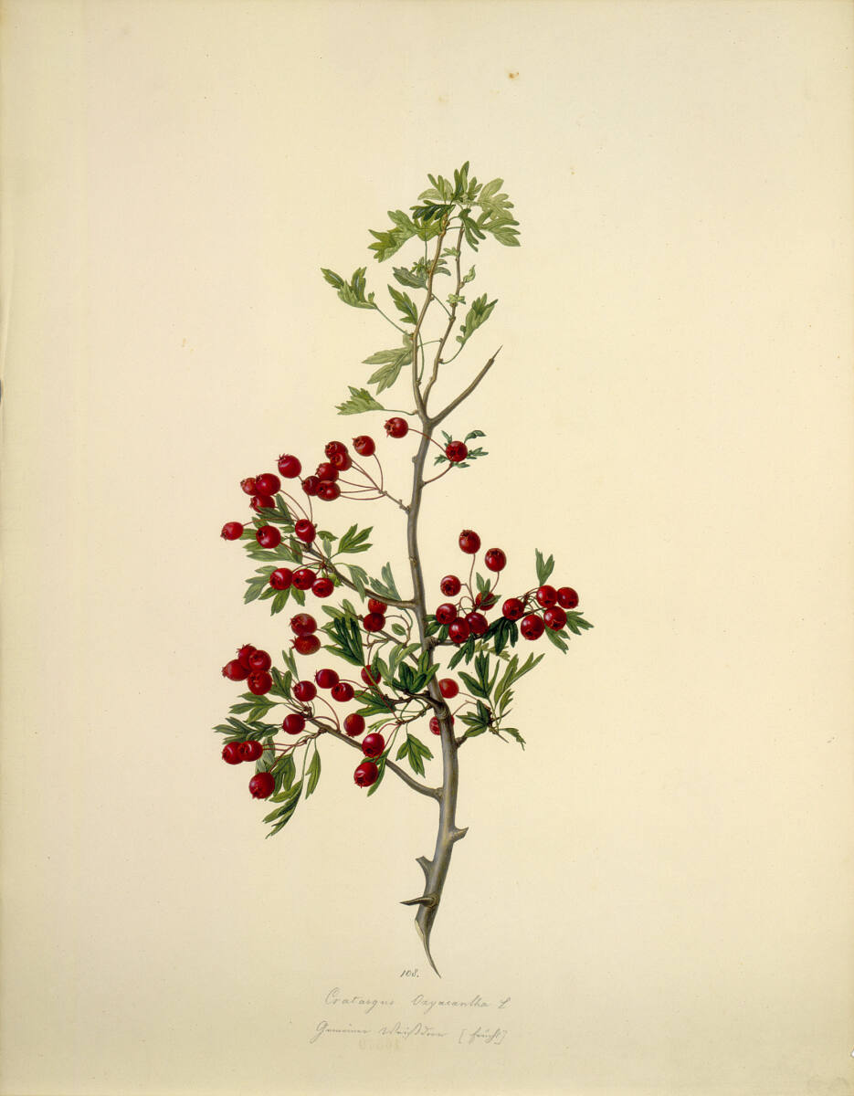 AugustRokert, Crataegus Oxyacantha L - Zweigriffeliger Weißdorn (Frucht)