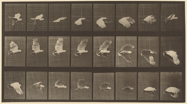 Eadweard J. Muybridge, Animal Locomotion