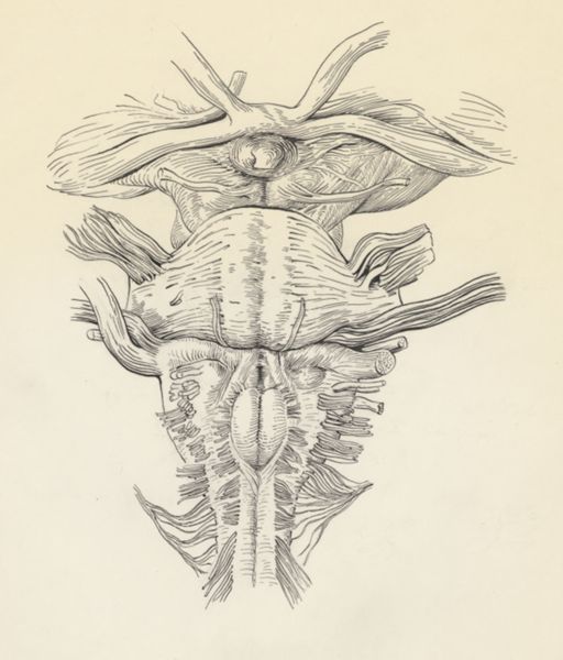 J Tinkelenberg, Neuroanatomy, possibly of a fin whale