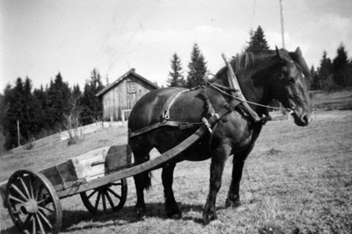 Anno Domkirkeodden, Hest med stuttkjerre, møkkjerre på Hulleberg nedre, Nes, Hedmark.