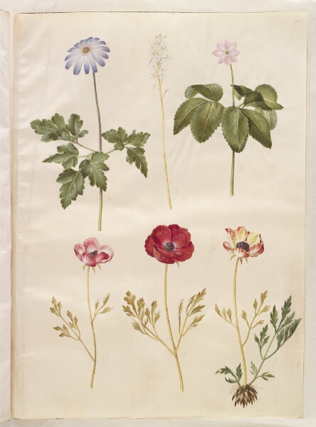 Hans Simon Holtzbecker, Anemone apennina (appenniner-anemone); Tiarella cordifolia (almindelig skumblomst); Anemone trifolia (trilling-anemone); Ranunculus asiaticus (have-ranunkel)