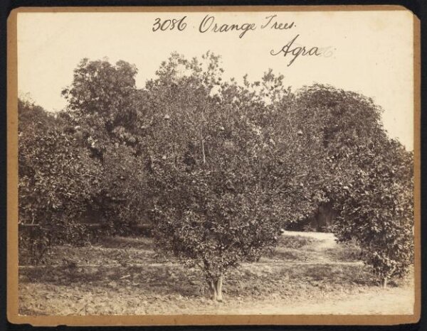 Francis Frith, Orange Trees.  Agra