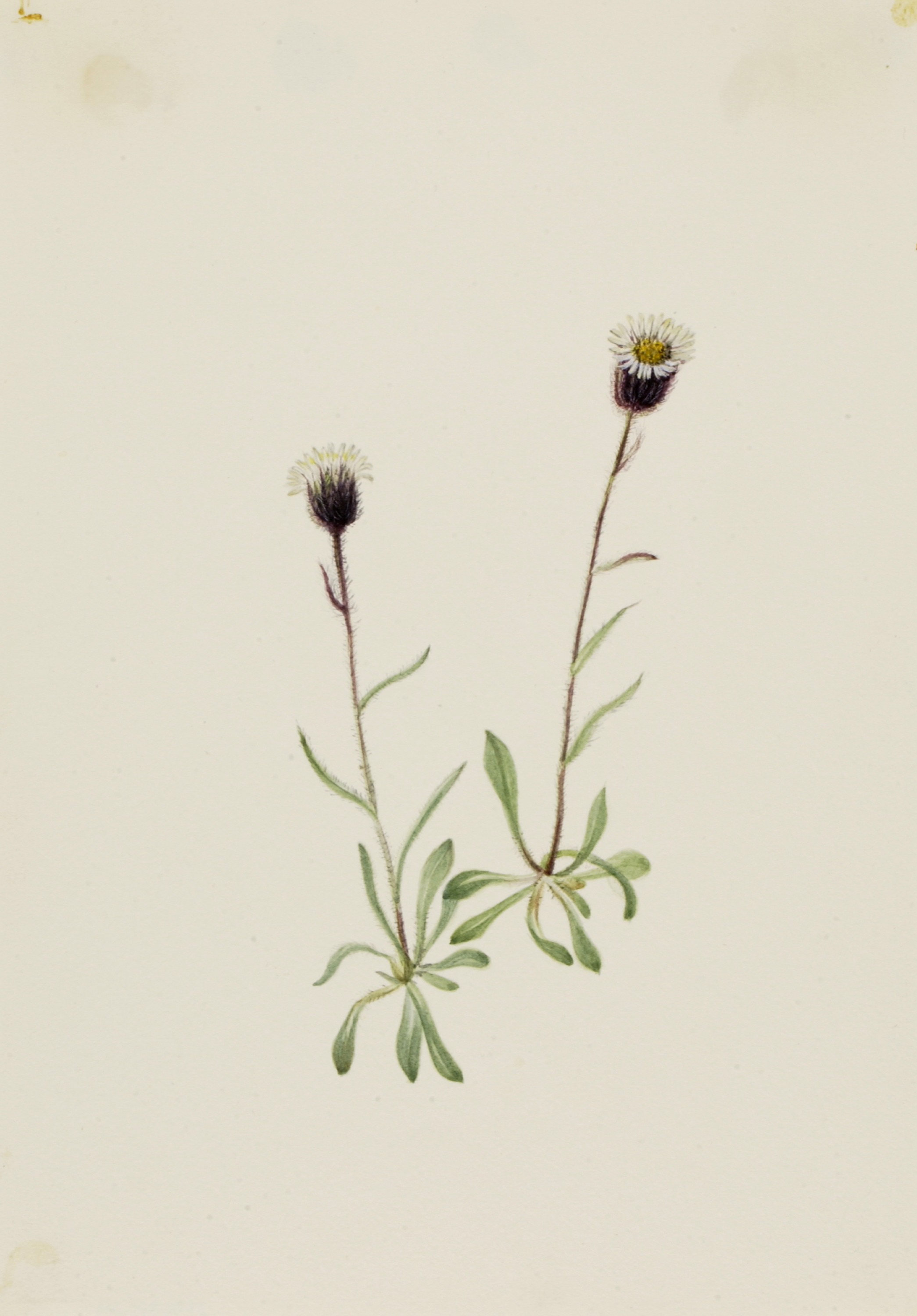 Mary Vaux Walcott, Aleutian Fleabane (Erigeron unalaschensis)