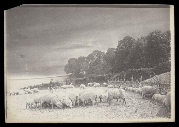 Gale, Lt. Col. Joseph, Sheep in Fenced-in Field