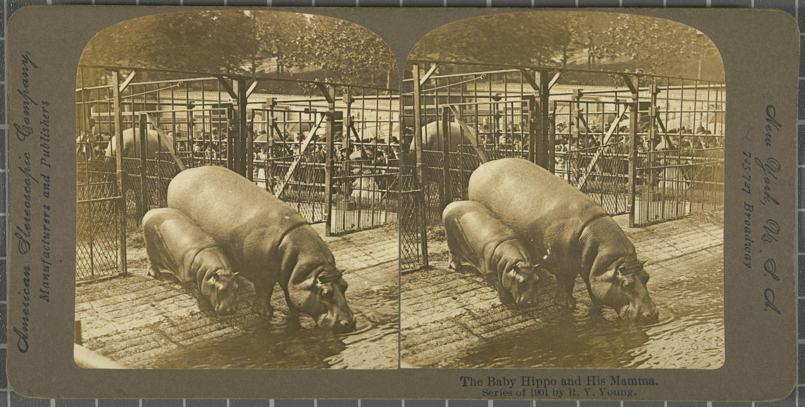 Desconegut, The baby Hippo and his Mamma. American Stereoscopic Company