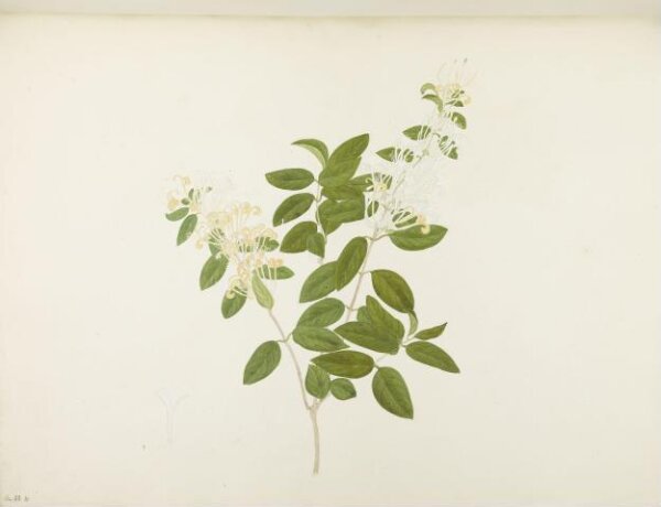 unknown, Flowers and Fruits