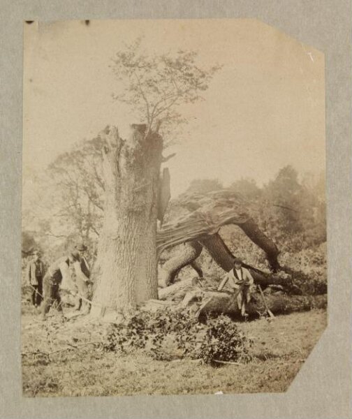Clementina, Lady Hawarden, Dundrum House Grounds