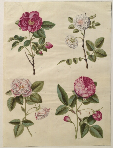 Hans Simon Holtzbecker, Rosa gallica (apoteker-rose); Rosa ×alba (hvid rose); Rosa gallica (Rosa Mundi); Rosa ×centifolia (centifolie-rose)