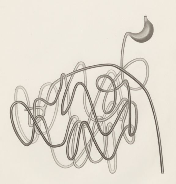 H.G Wetselaar, Digestive system
