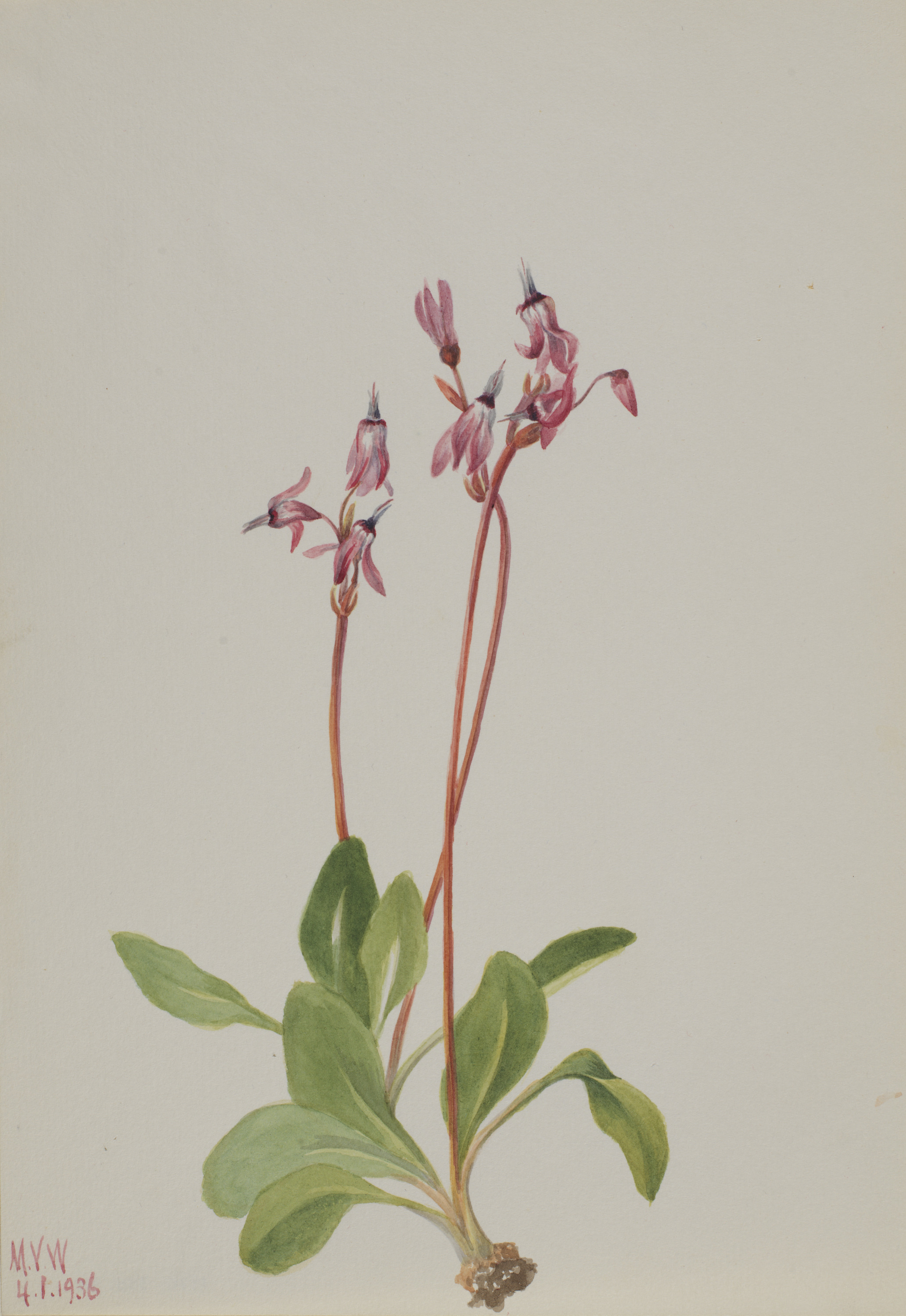 Mary Vaux Walcott, Shooting Star (Dodecatheon hendersonii)