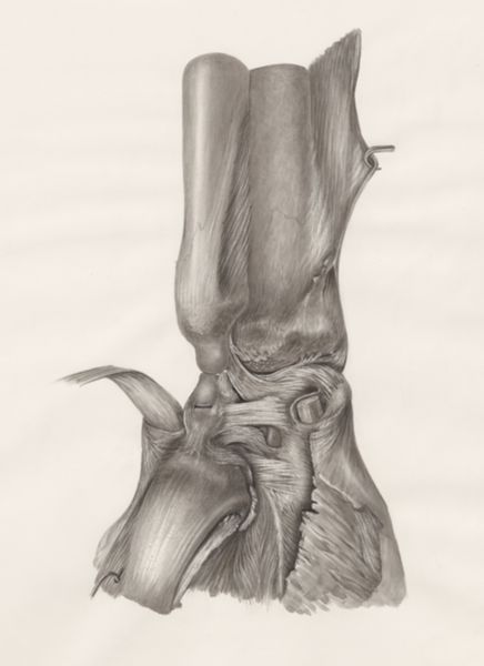 H.G Wetselaar, Muscular tissue of the upper extremities
