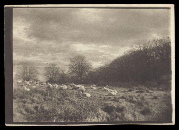 Gale, Lt. Col. Joseph, Flock of Sheep